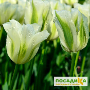 Тюльпан зеленоцветный СПРИНГ ГРИН в Волгограде