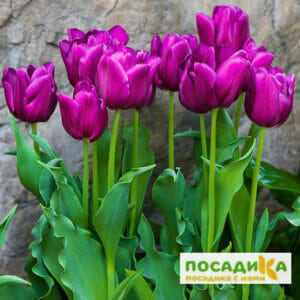 Тюльпан многоцветковый Пурпл Букет в Волгограде