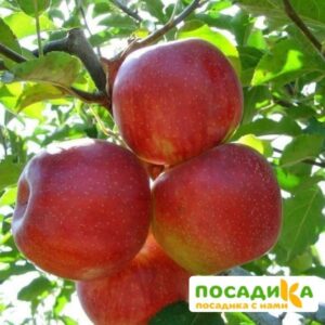 Яблоня Джонаголд в Волгограде
