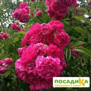 Роза плетистая Эксцельза в Волгограде