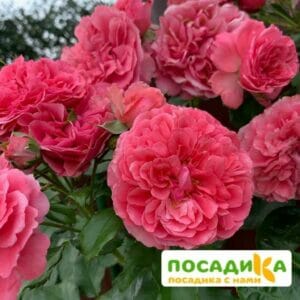 Роза плетистая Розариум Ютерзен в Волгограде