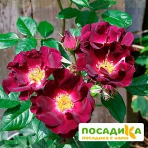 Роза плетистая  Найт Оул в Волгограде