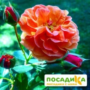 Роза Арабия в Волгограде