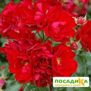 Роза Центро-Розе в Волгограде