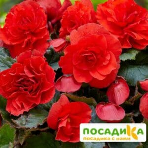 Бегония крупноцветковая красная в Волгограде